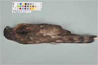 鳳頭蒼鷹藏品圖，第6張